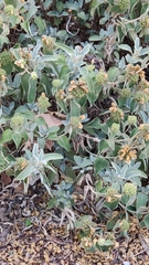 Phlomis fruticosa