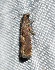 Epiblema boxcana