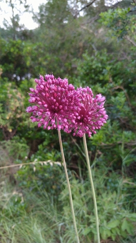 cesnak (Allium)