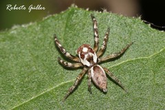 Chira gounellei