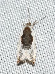 Ancylis nubeculana