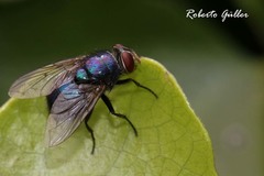 Lucilia eximia