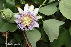 Passiflora elegans