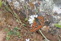 Euphydryas desfontainii