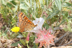 Euphydryas desfontainii