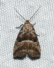 Hypenodes caducus