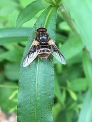 Goniops chrysocoma