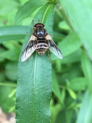 Goniops chrysocoma