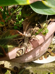 Anolis lyra
