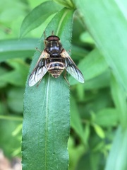 Goniops chrysocoma