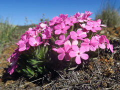 Phlox hirsuta
