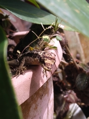 Anolis lyra