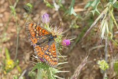 Euphydryas desfontainii