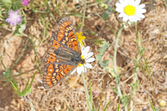 Euphydryas desfontainii