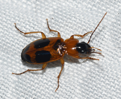 Badister neopulchellus