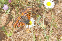 Euphydryas desfontainii