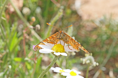 Euphydryas desfontainii