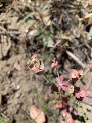 Euphorbia crenulata