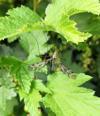 Tipula varipennis