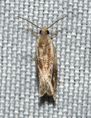 Ancylis brauni