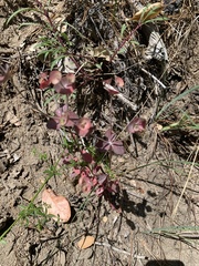 Euphorbia crenulata