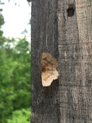 Metarranthis hypochraria