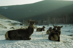 Cervus canadensis sibiricus