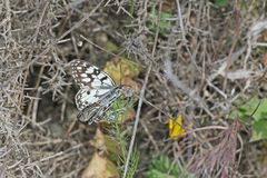 Melanargia ines