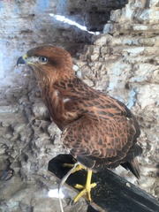 Buteo rufinus cirtensis