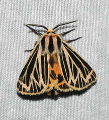 Apantesis virguncula