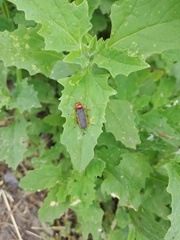 Cantharis rustica