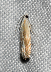 Eucosma kiscana