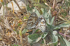 Melanargia ines