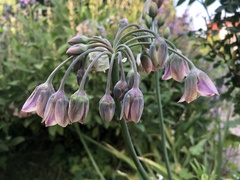 Allium siculum