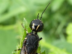 Xiphydria longicollis