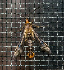 Synanthedon acerni