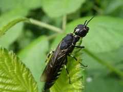 Xiphydria longicollis