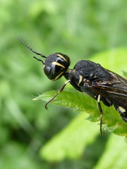 Xiphydria longicollis