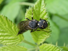 Xiphydria longicollis