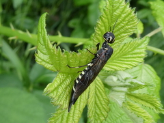 Xiphydria longicollis