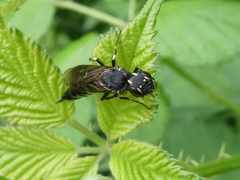 Xiphydria longicollis