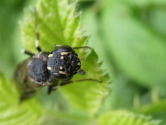 Xiphydria longicollis