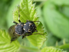 Xiphydria longicollis