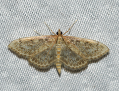 Anania quebecensis