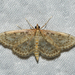 Quebec Anania Moth - Photo (c) Josh Vandermeulen, some rights reserved (CC BY-NC-ND), uploaded by Josh Vandermeulen