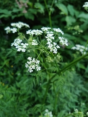 Anthriscus sylvestris