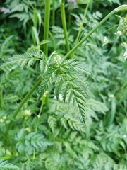 Anthriscus sylvestris
