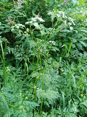 Anthriscus sylvestris