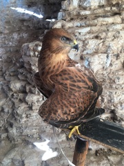 Buteo rufinus cirtensis