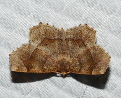 Metarranthis hypochraria